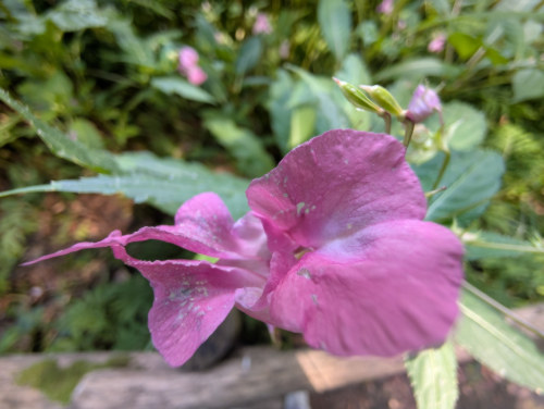 Drüsigen Springkraut im Rombergpark in Dortmund