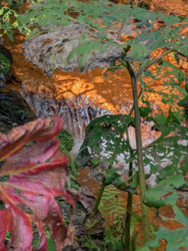 Roter Bach im Rombergpark